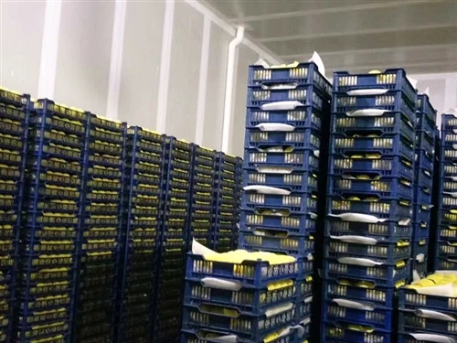 Akizuki Pears Stored in CA Cold Storage For 200–300 Days Long-term Preservation